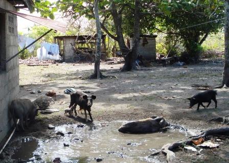 Glückliche Schweine auf Tonga-Insel