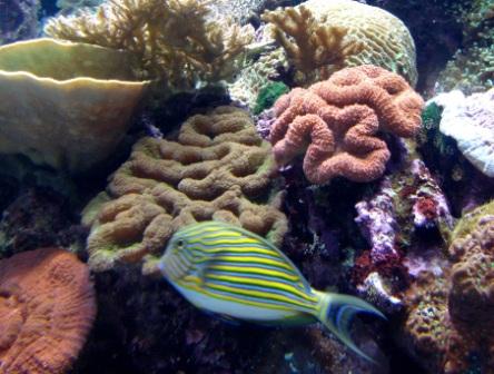 Schönheiten des Great Barrier Reefs