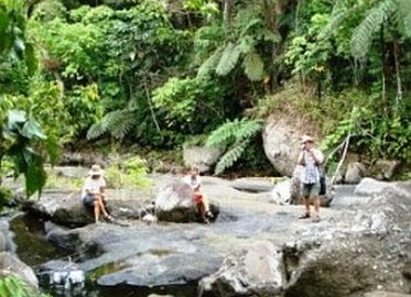 Flussbett mit üppiger Vegetation auf Fidschi
