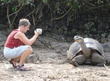Neugierige Schildkröte auf Galapagos