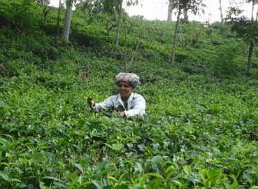 Teepflückerin auf Sri Lank